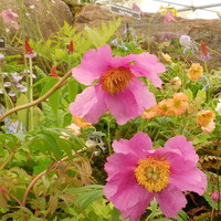 Paeonia anomala subsp. veitchii